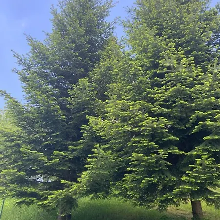 Sisi * Krynica-Zdrój